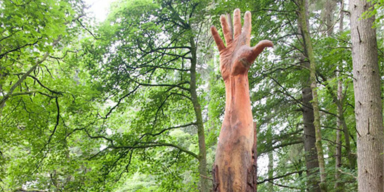 Baum-Rettung: Wales höchster Baum wird zur Riesen-Hand