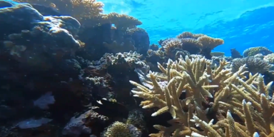 Riesenkorale Reef 1.PNG