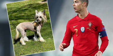 Neuer Ronaldo-Hund wird zu Netz-Lachnummer