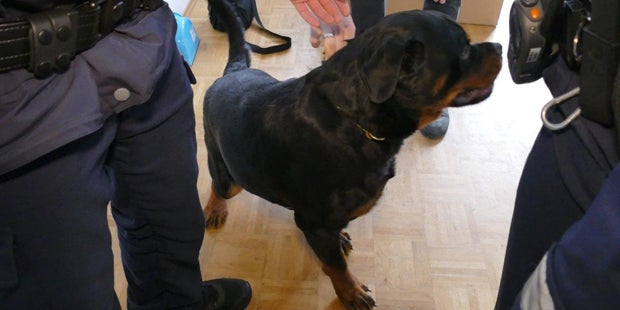 Katze floh vor Hund ins Abflussrohr
