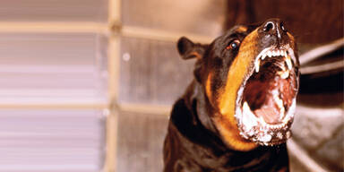 Rottweiler-Attacke: Bub (2) lacht wieder
