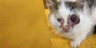Salzburg: Schwer krankes Katzenbaby bei Eiseskälte ausgesetzt | Not-OP