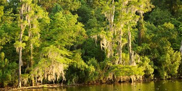 Sam Houston Jones State Park