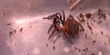 Chinesische Grusel-Spinne sorgt für Aufregung