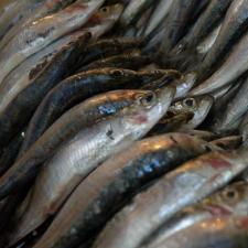 Sardinen