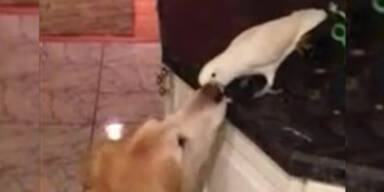 Das ist Freundschaft: Vogel füttert Hund