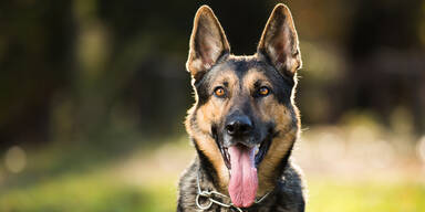 Grazerin von Hunden des Enkels fast totgebissen