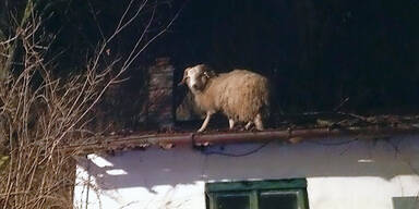 So kam das Schaf aufs Dach