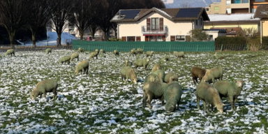 Grüne Schafe