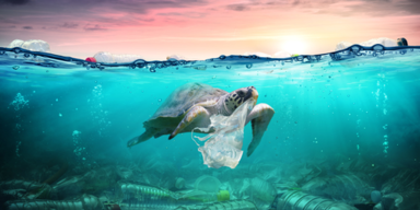 Schildkröte im Wasser mit Plastik