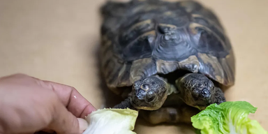 Zweiköpfige Schildkröte wurde schon 25 Jahre alt
