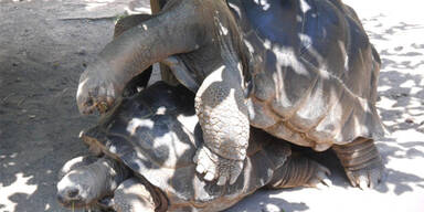 Seychellen-Riesenschildkröten paarten sich in Klagenfurt