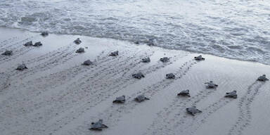 Brasilien Schildkrötenbabys