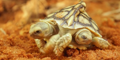 Zweiköpfige Schildkröte