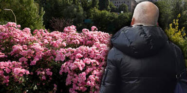 Schlägerei wegen gepflückter Rosen in Wien-Floridsdorf