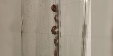 Schlange in Dusche