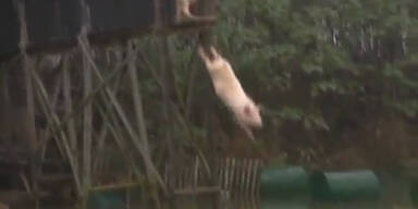 Schweine springen von 3m Turm ins Wasser
