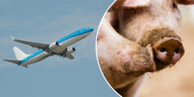 Stinke-Flug: 100 Schweine zwingen Boeing zu Notlandung