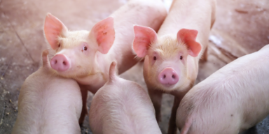 Schwein lief vor Metzger davon: Trotzdem geschlachtet