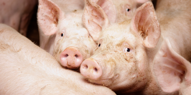 Schweinepest - Italien will eine Million Wildschweine töten