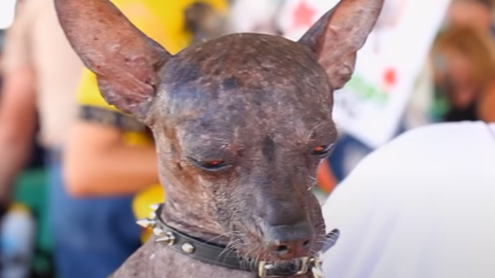 Wer wird der hässlichste Hund der Welt? oe24.at