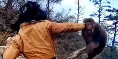 Kurios: Kung-Fu-Meister prügelt auf heilige Affen ein