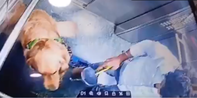 Golden Retriever in Obhut gegeben: Hund wird brutal misshandelt
