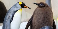 Pinguin-Baby Pesto: Mit 22,5 Kilo und 90 cm Größe zur Social-Media-Sensation