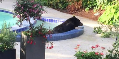 Bär macht eine Pause im Pool