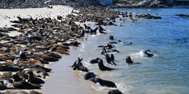 Hunderte Seelöwen besetzen Strand in Kalifornien