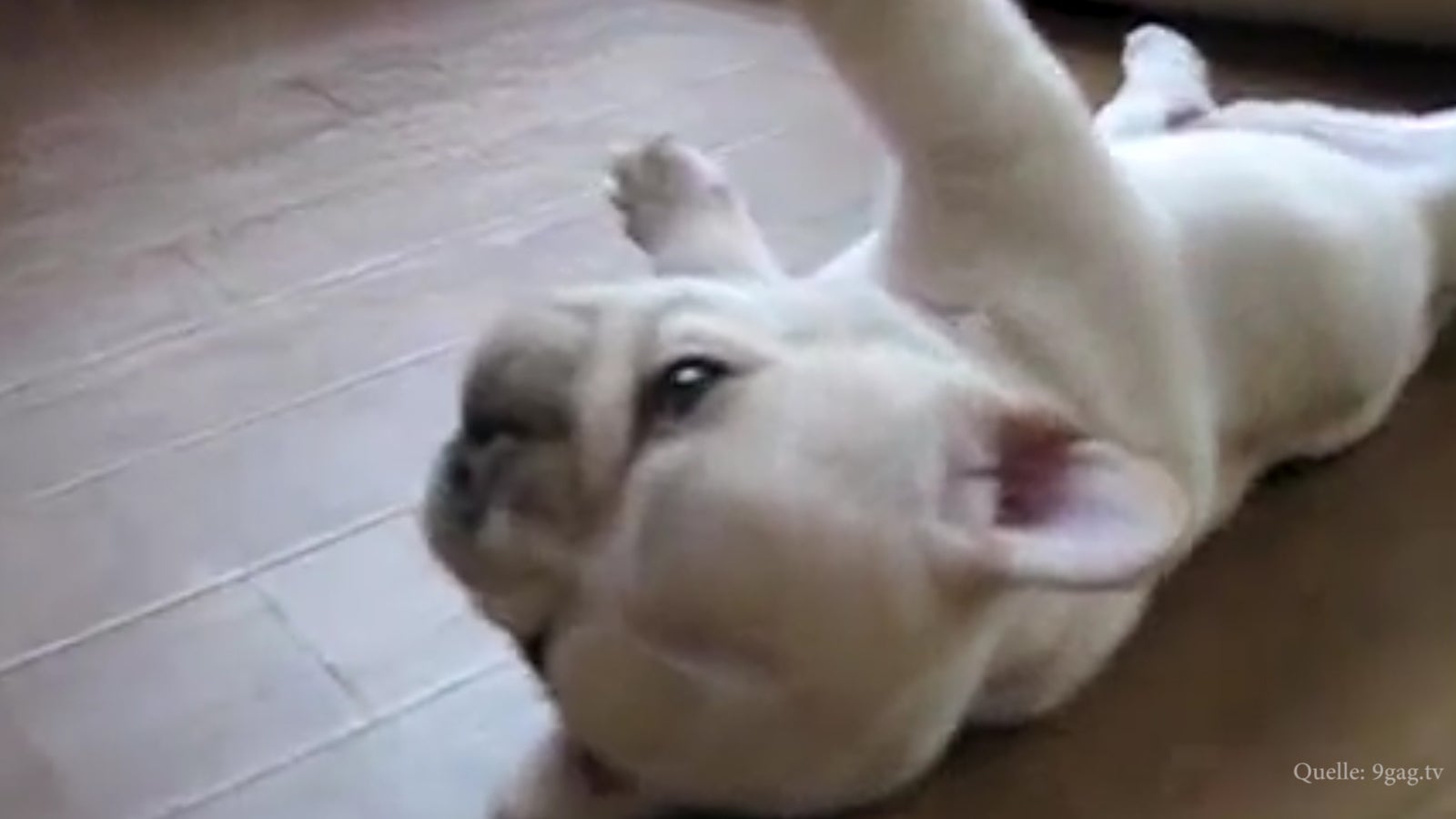 BabyBulldogge kann nicht mehr aufstehen! oe24.tv