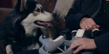 Unglaublich: Hund mit 3D-Prothese