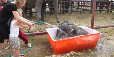 Baby-Elefant planscht im Pool