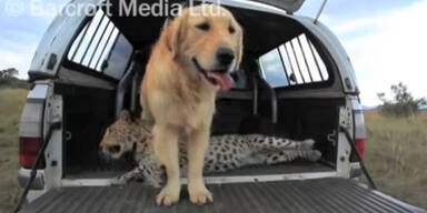 Seltene Romanze: Leopard liebt Hund!