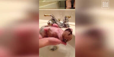 Wellness Hund genießt sein Bad!