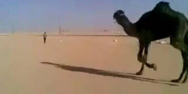 Dromedar jagt Arbeiter durch die Wüste