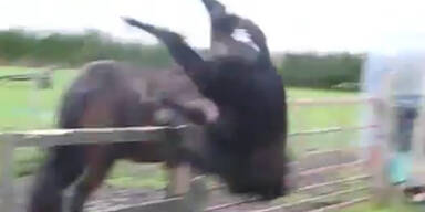 Pferd überschlägt sich bei Sprung über Zaun