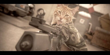Youtube-Hit: "Medal of Honor"- Katze