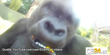Gorilla filmt sich selbst beim Naschen
