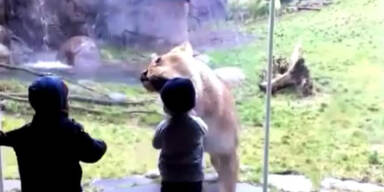 Gefährlich, aber lustig: Löwe spielt mit Junge
