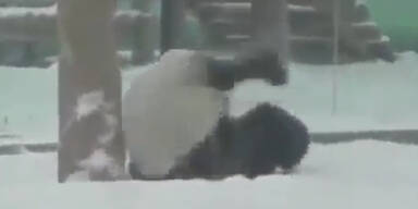 Pandabär schlägt Purzelbäume im Schnee