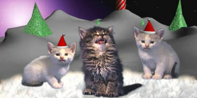 Putzig: Jingle Cats dominieren US-Radios