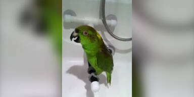 Papagei trällert Lieder unter der Dusche