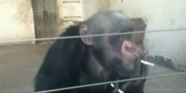 Ungewöhnlich: Schimpanse raucht Zigaretten