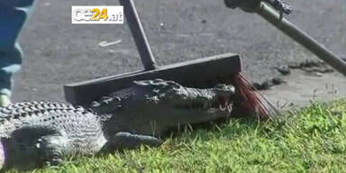 Krokodil verursacht Panik im Morgenverkehr