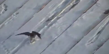 Unglaublich: Krähe beim Snowboarden gefilmt