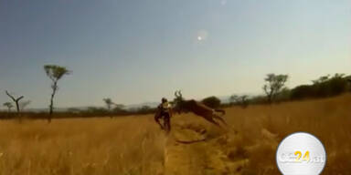 200kg Antilope rammt Mountainbiker