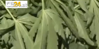 Gigantische Marihuana-Plantage entdeckt
