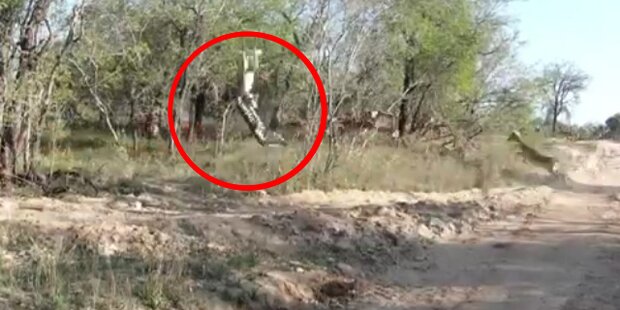 Wahnsinn: Raubkatze reisst eine Antilope 
