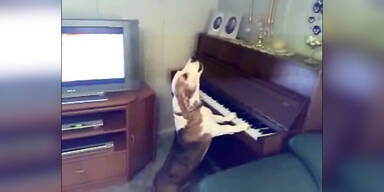 Hund spielt am Klavier und singt
